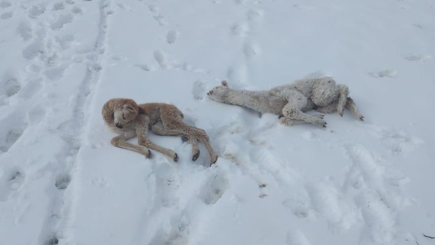 Animales terminaron muertos tras las intensas nevadas (Foto: Municipalidad de Corani)
