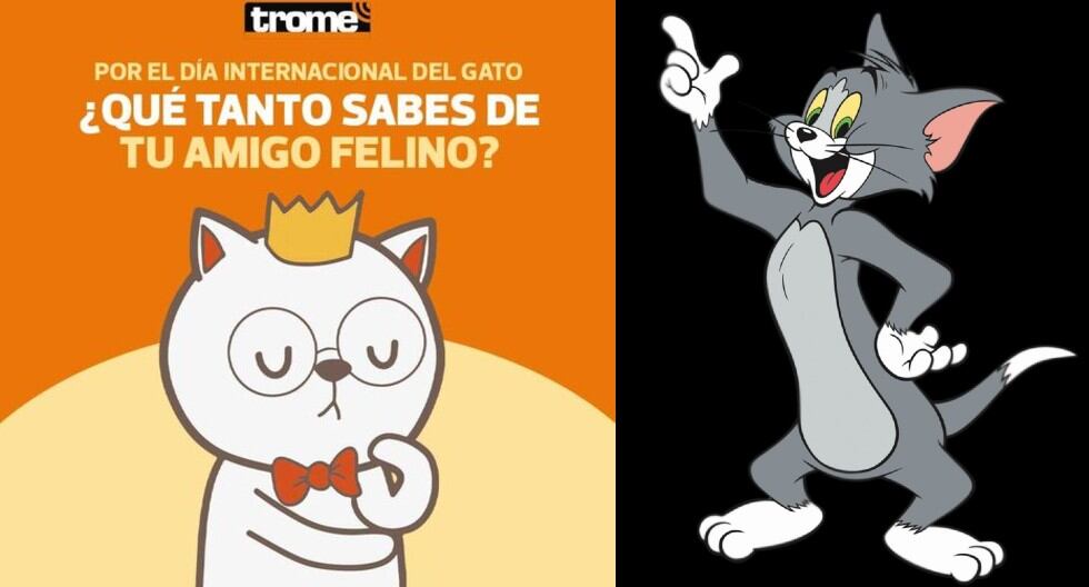 Los gatos tienen tres fechas de celebración cada año. Veterinarios indican que los mininos pueden pasar 14 horas del día durmiendo. (Trome)