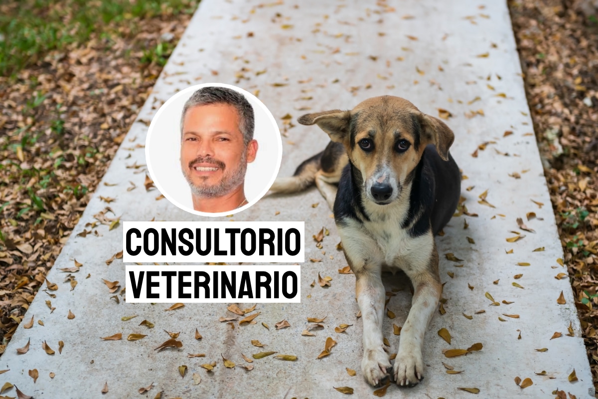 Se estima que en el Perú existen más de 6 millones de perros y gatos en situación de abandono, con una mayor concentración en Lima. Foto: composición/Istock