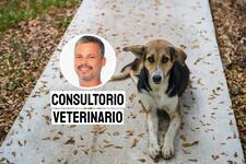 Abandono de mascotas en el Perú: un problema de responsabilidad y compromiso