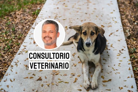 Abandono de mascotas en el Perú: un problema de responsabilidad y compromiso