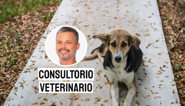 Se estima que en el Perú existen más de 6 millones de perros y gatos en situación de abandono, con una mayor concentración en Lima. Foto: composición/Istock