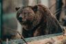 Se llevó el susto de su vida al descubrir a oso grizzli mirándola atentamente en el bosque