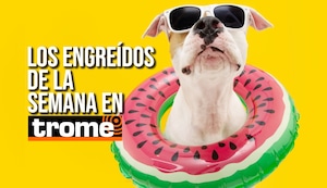 ¡Traviesos pero irresistibles! Conoce a los peluditos que se roban el show este domingo