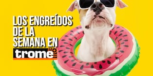 Athan, Toffy, Chester y Bruno son parte de la galería que nuestros lectores alimentan cada domingo. ¿Tu mascota también es una estrella? Envíanos su foto y cuéntanos su historia. Foto: Istock.