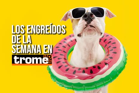 ¡Traviesos pero irresistibles! Conoce a los peluditos que se roban el show este domingo