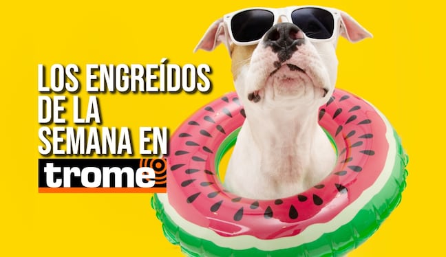 Athan, Toffy, Chester y Bruno son parte de la galería que nuestros lectores alimentan cada domingo. ¿Tu mascota también es una estrella? Envíanos su foto y cuéntanos su historia. Foto: Istock.