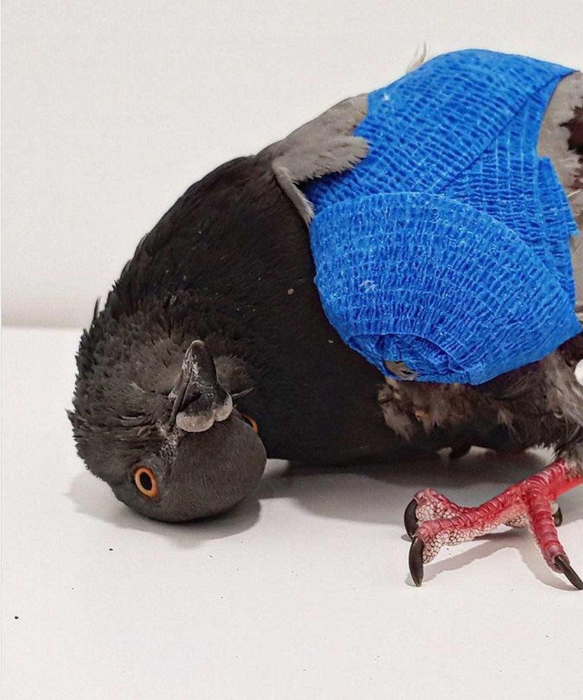 Virus afecta el sistema neurológico de las aves (Foto: Vetcon exóticos)