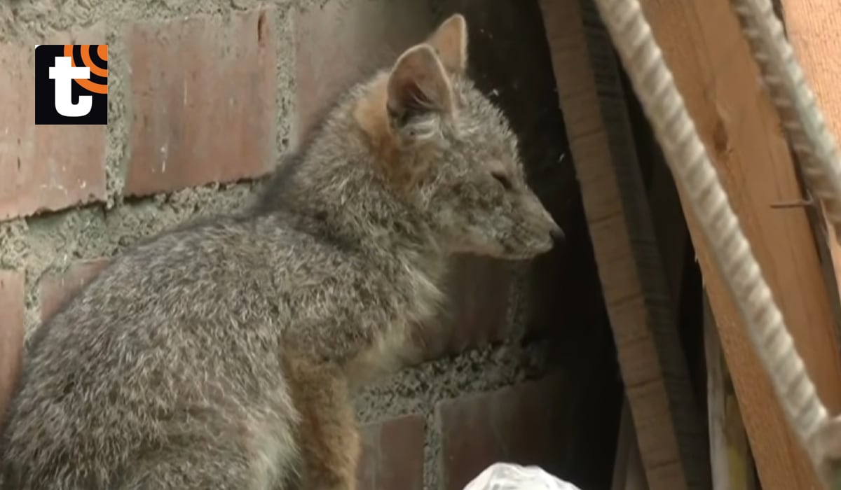 El zorrito ha sido bautizado como 'Titín'.