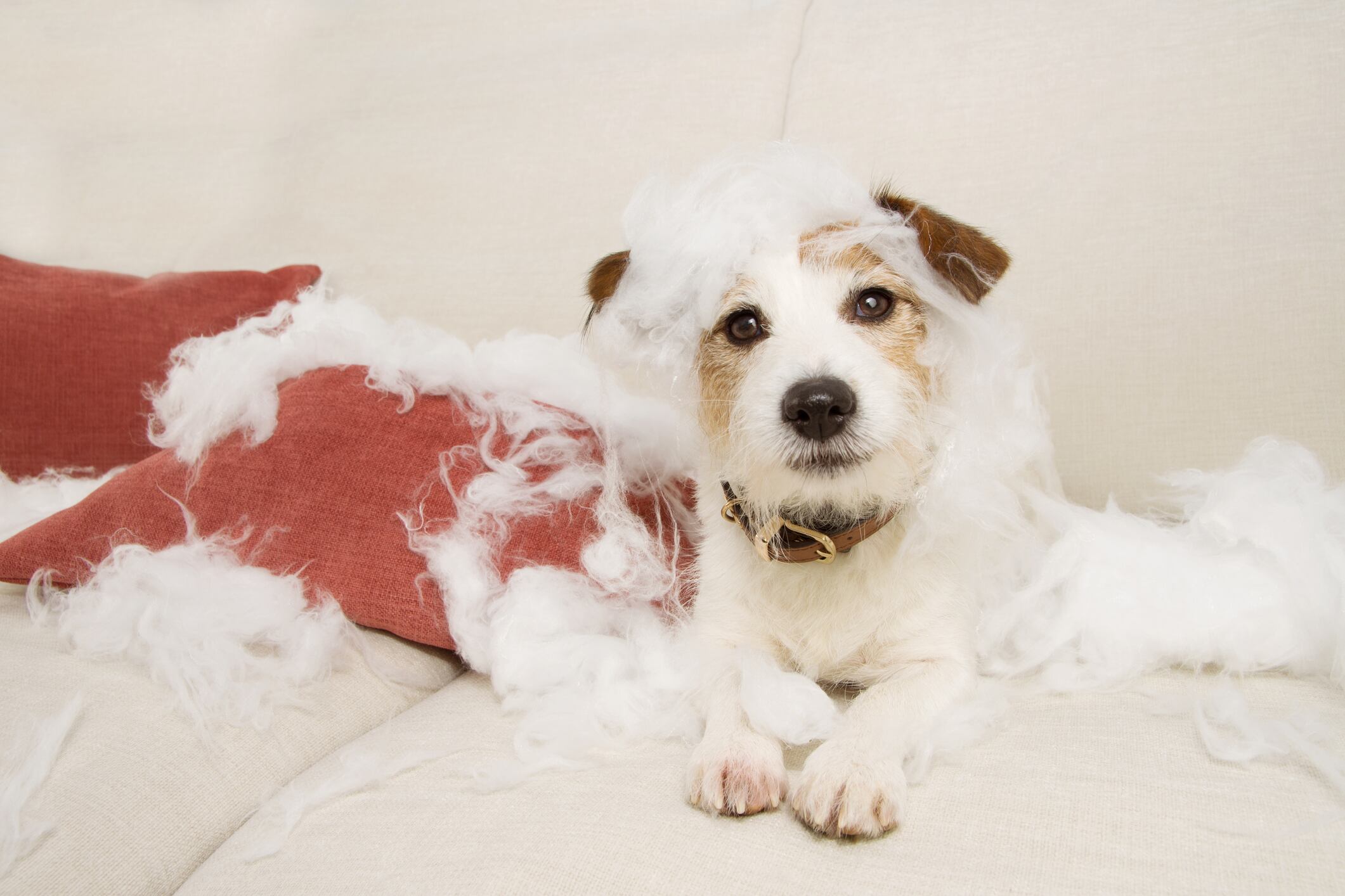 Algunas travesuras pueden ser señales de aburrimiento, estrés o ansiedad. Si tu perro rompe o muerde objetos con frecuencia, conviene identificar qué está provocando esa mala conducta. Foto: Istock
