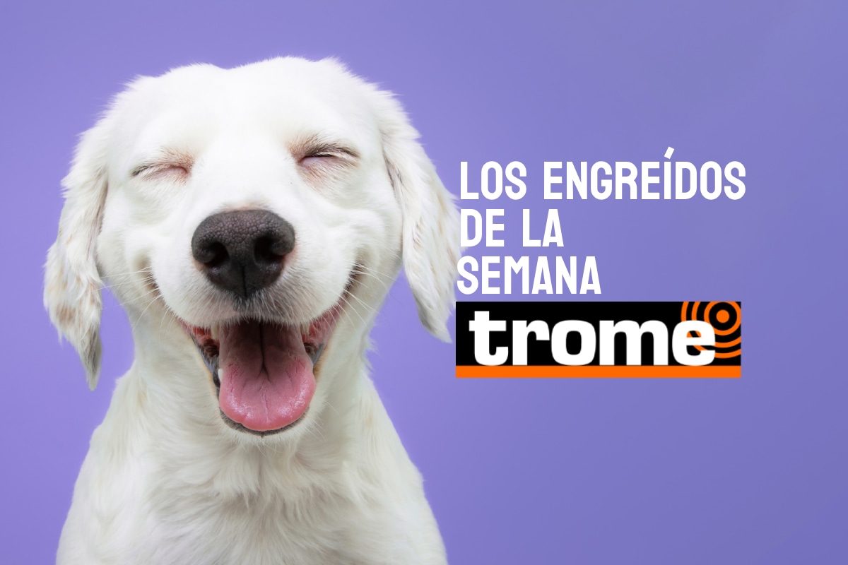 Conoce a los peluditos que te robarán el corazón y alegrarán la semana. Foto: composición/Istock