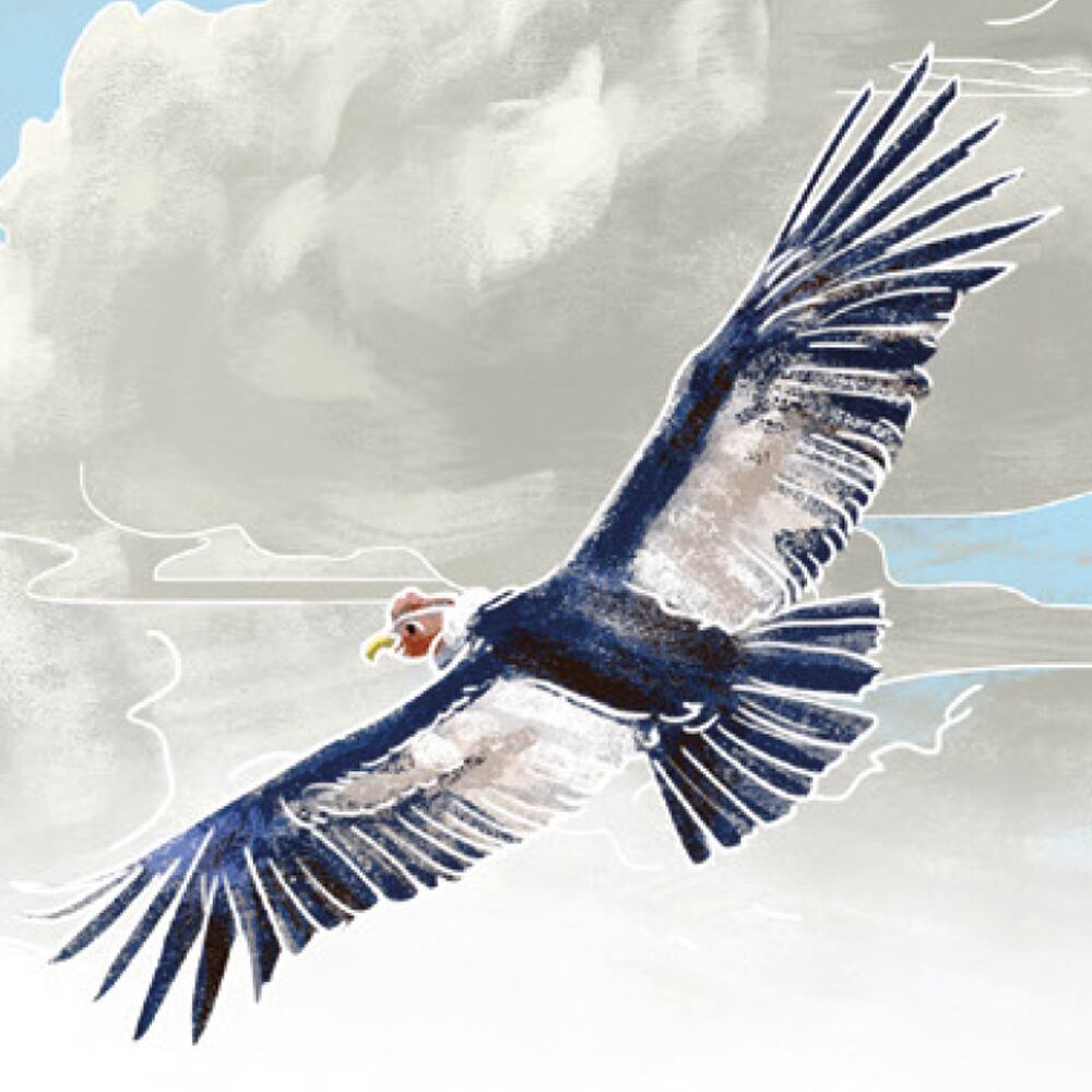 Puede volar hasta 300 kilómetros en un solo día y se encuentra en peligro de extinción.