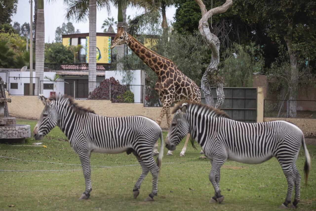 Vive en la zona internacional del zoológico en compañía de sus amigas las cebras.