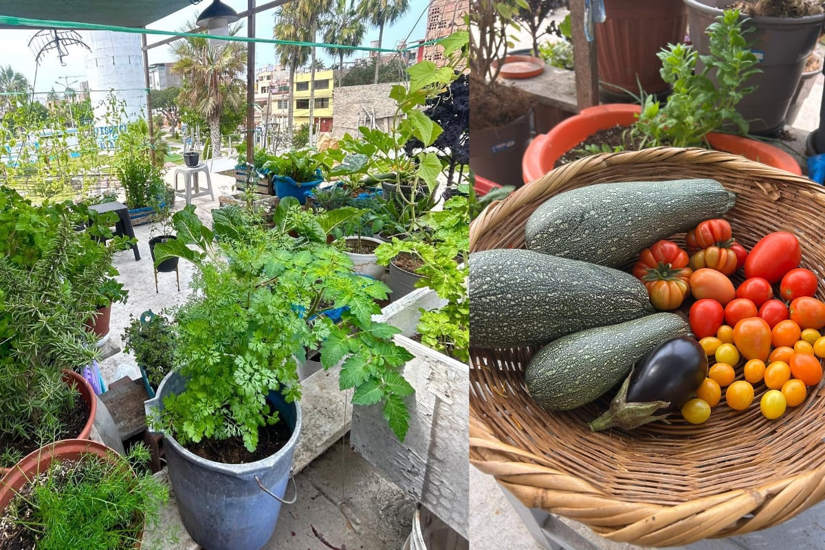 María encontró en el cultivo una forma de aprovechar cada espacio de su casa y disfrutar de alimentos cosechados por ella misma. Foto: Archivo María Ramírez.