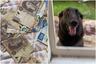 Su perro destroza sus ahorros y usuarios justifican al animal: “Fue sin intención”