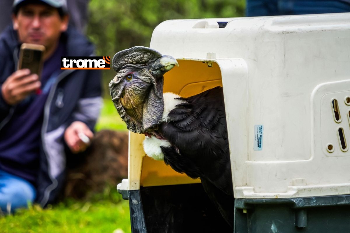 Se trata del segundo cóndor andino liberado por SERFOR. Foto: Difusión.