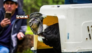 Cóndor Andino, el ave voladora más grande del Perú fue liberado en el cañón de Puncuyo en la región de Lima