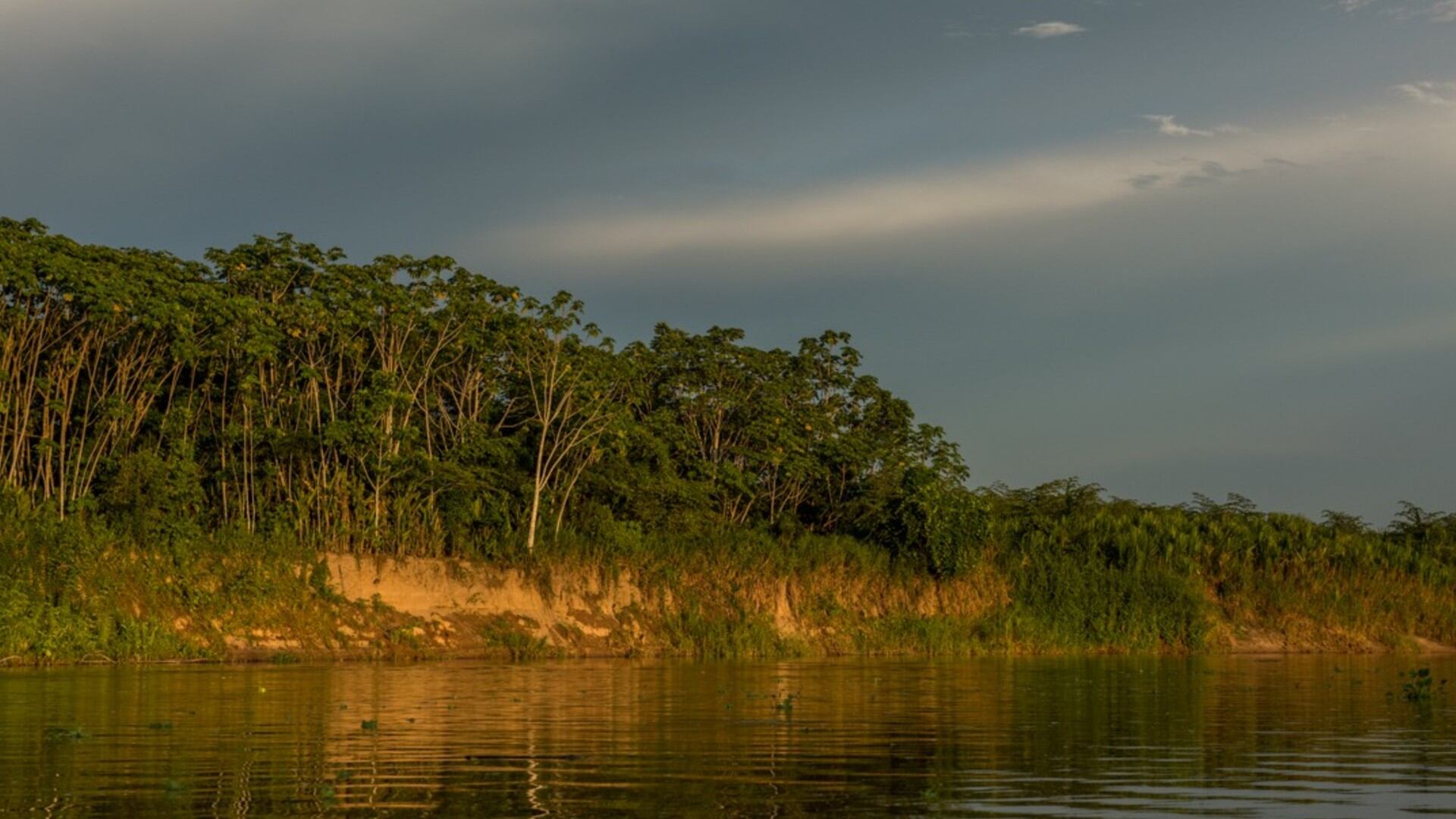 Ucayali: Se busca la protección de miles de hectáreas y cientos de especies de flora y fauna silvestre. (Foto: Gore Ucayali)