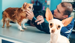 Mi perrito tiene legañas en los ojos, ¿es normal? ¿qué hago?