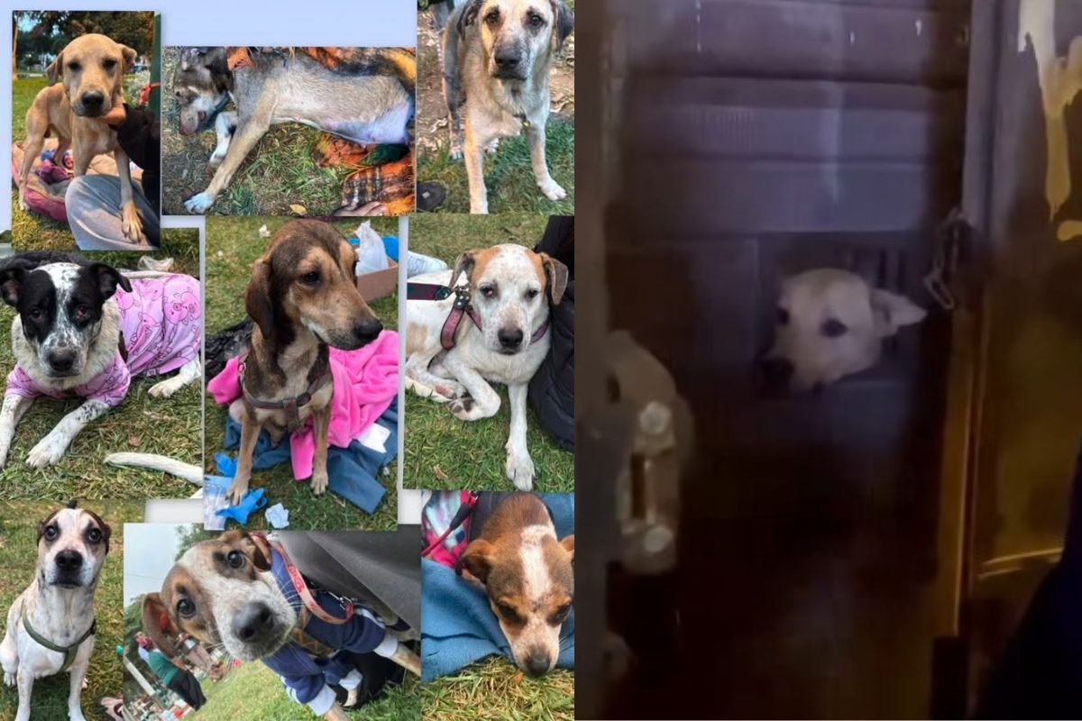 Perritos se encontraban en deplorable estado de salud. (Captura Redes sociales)