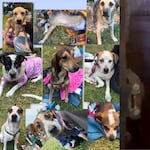 Rescatan a 31 perritos que eran criados en condiciones deplorables