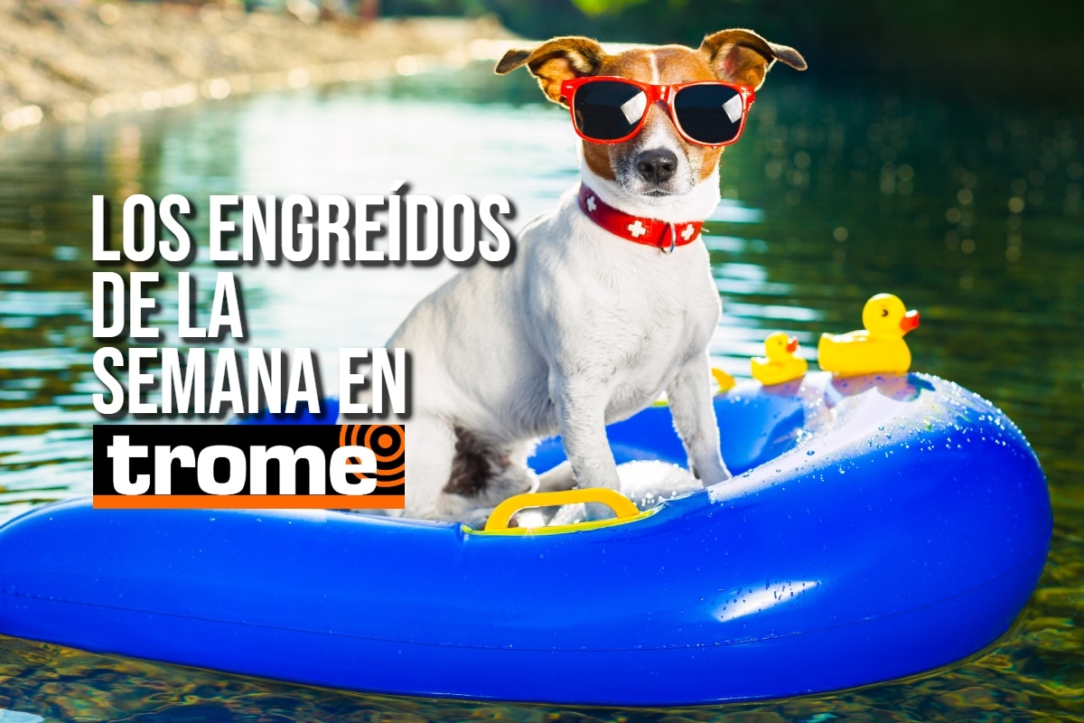 Conoce a los peluditos que conquistaron a nuestros lectores. Foto: Istock.