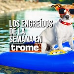 ¡Puro amor de cuatro patas! Estos son los engreídos de la semana