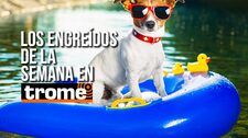 ¡Puro amor de cuatro patas! Estos son los engreídos de la semana