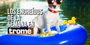 Conoce a los peluditos que conquistaron a nuestros lectores. Foto: Istock.