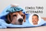 Emergencias veterinarias: cuando un segundo puede cambiarlo todo