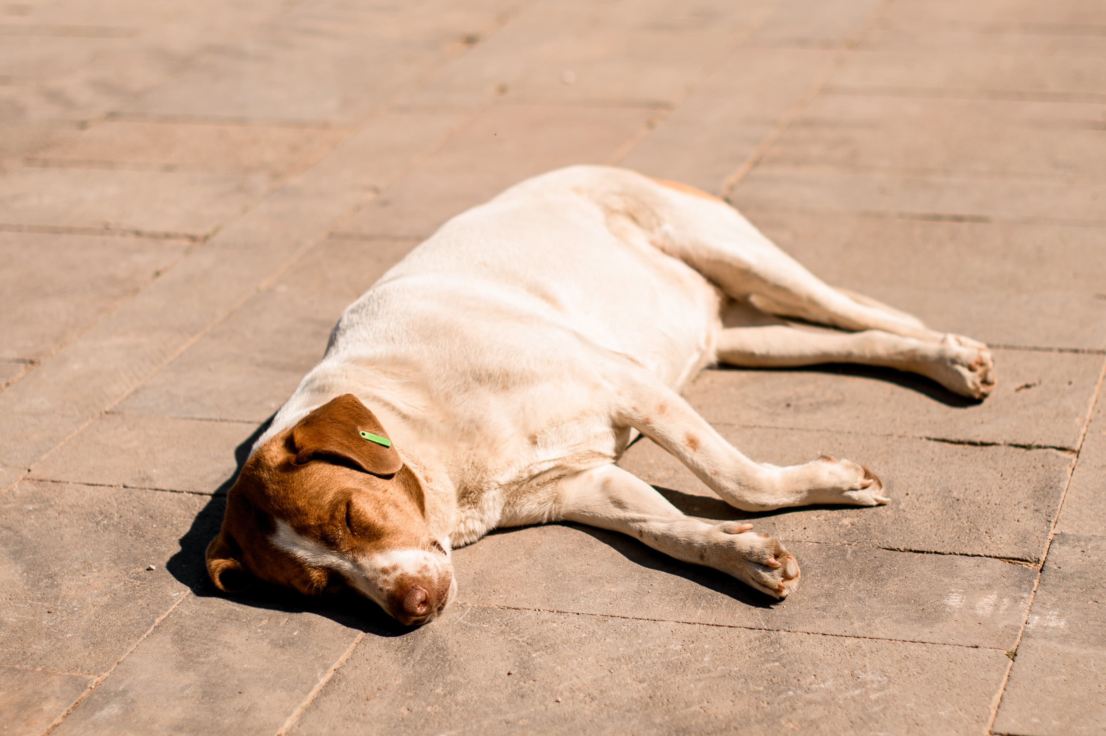 Los perros más vulnerables al golpe de calor son los de edad avanzada, con sobrepeso, problemas respiratorios y aquellos de nariz chata. Foto: Istock