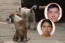 SMP: hombre patea en el abdomen a embarazada de 6 meses que defendió a perritos callejeros