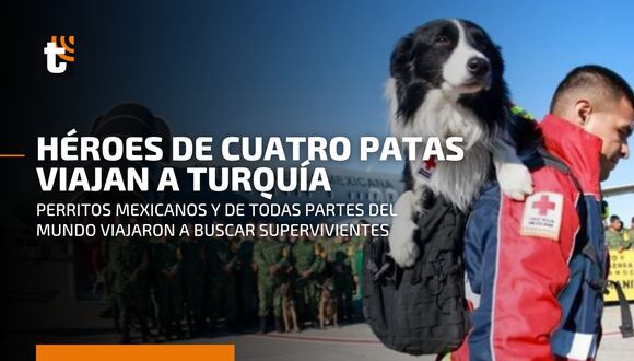 Terremoto en Turquía: conoce a los perritos rescatistas que viajaron para ayudar en las labores de búsqueda