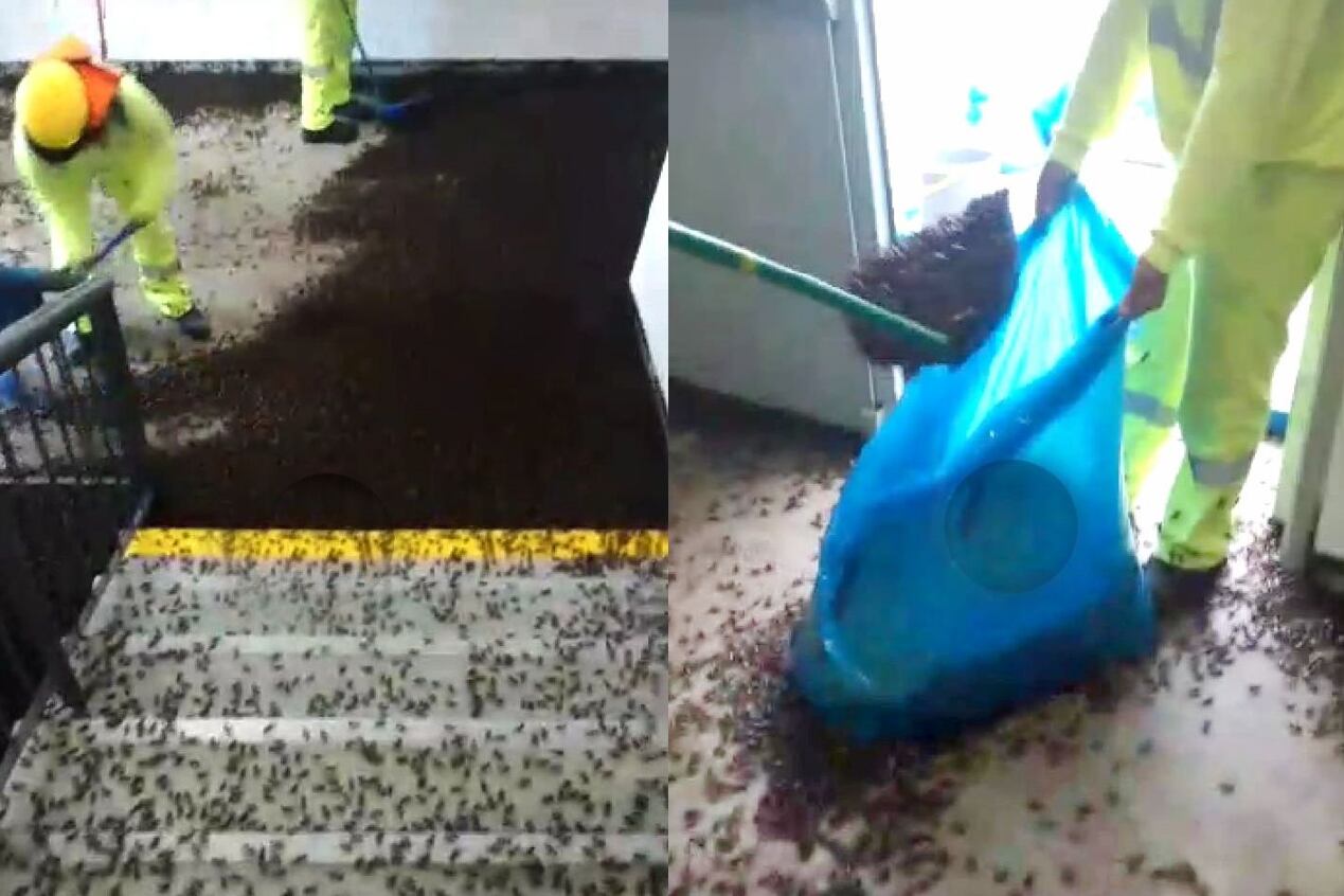 Usan escobas para meterlos en sacos, pero mejor es con una aspiradora.