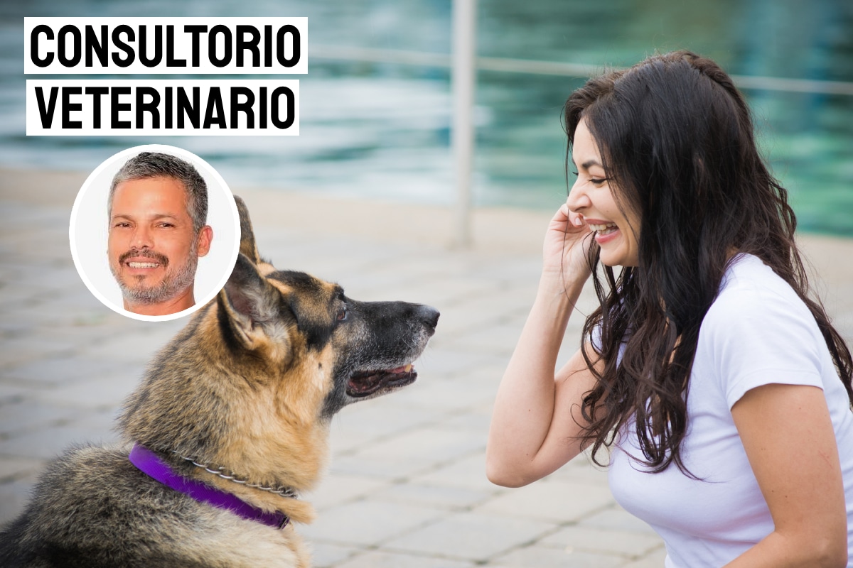 Cuando le hablas a tu perro. Foto: composición/Istock