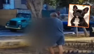 Independencia: Sujeto ahorca a perrita Susu en un parque frente a un grupo de personas | VIDEO