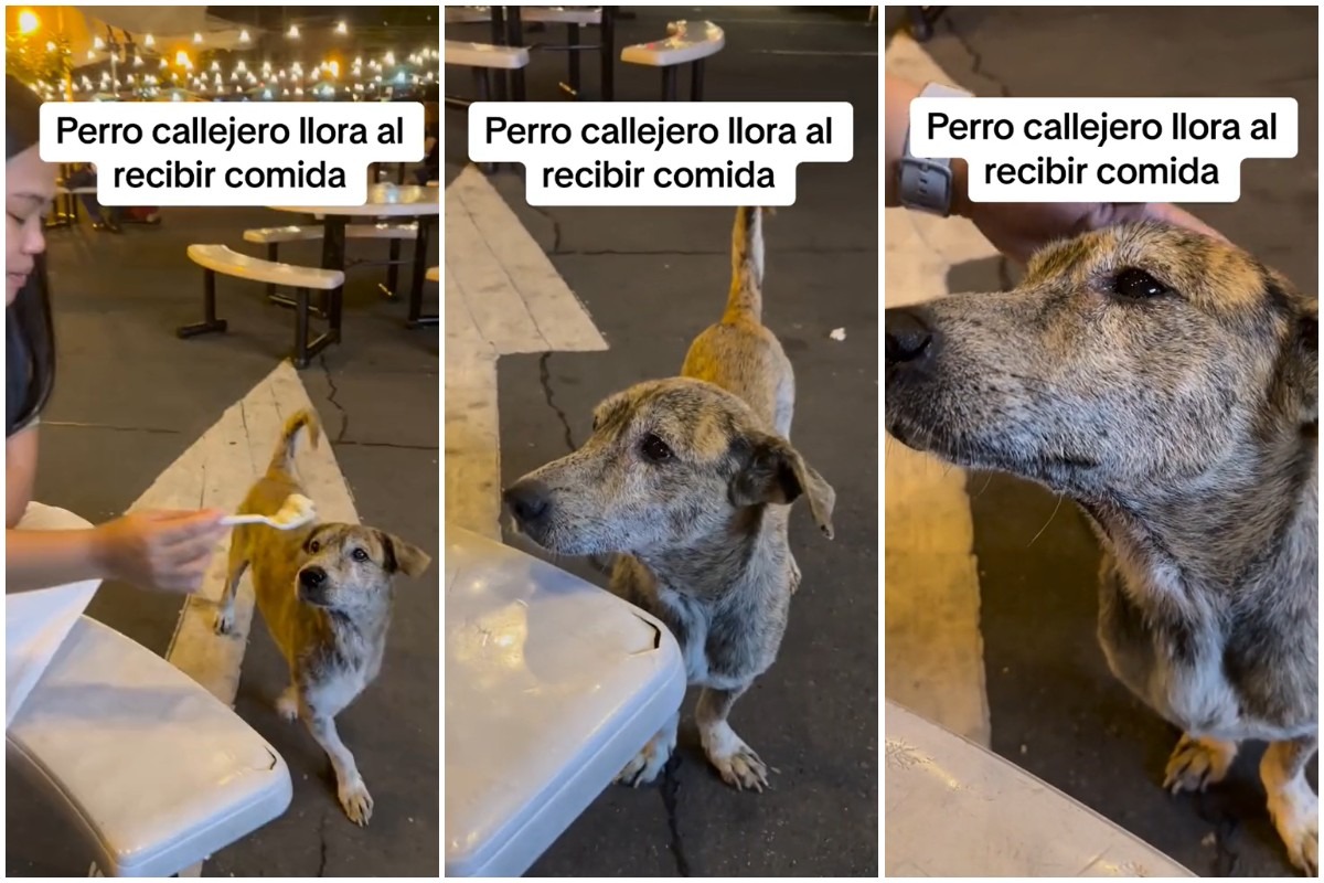 TIKTOK | El tierno agradecimiento de perrito callejero después de recibir comida. (Foto: @lalistanews / TikTok)