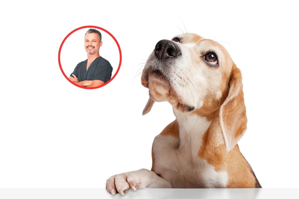 Es importante comprender los avisos que nos da nuestra mascota. Foto: Composición / iStock.