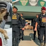 Policía de Trujillo rinde emotiva despedida a perro ‘Vaguito’: “Algunos ángeles tienen cuatro patas”