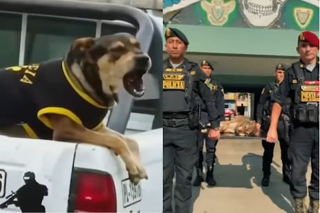 Policía de Trujillo rinde emotiva despedida a perro ‘Vaguito’: “Algunos ángeles tienen cuatro patas”
