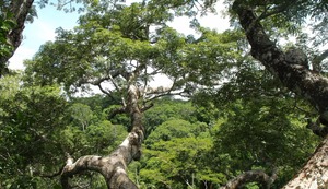 Mercado de carbono y cambio climático: Perú inicia acreditación de estándares internacionales para la reducción de emisiones