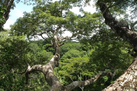 Mercado de carbono y cambio climático: Perú inicia acreditación de estándares internacionales para la red...
