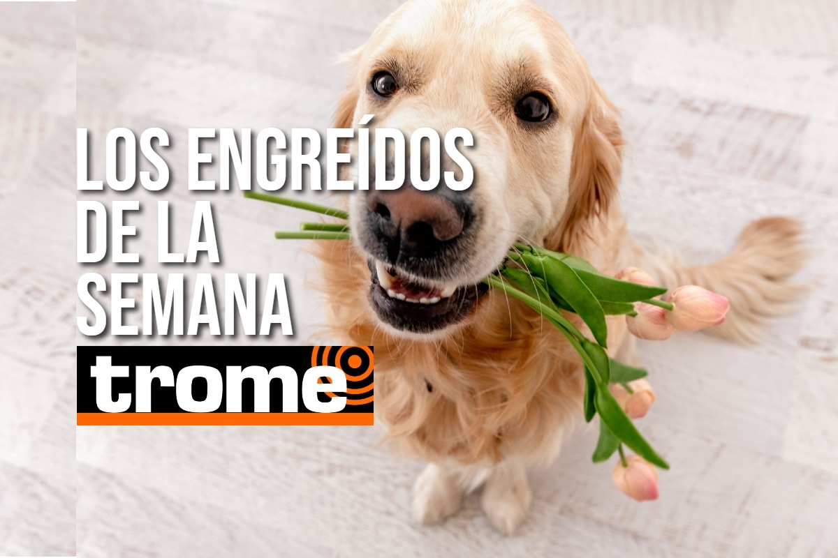 ¡Alto en ternura! Conoce a los engreídos de Trome que robarán tu corazón. Foto: Istock / Composición.
