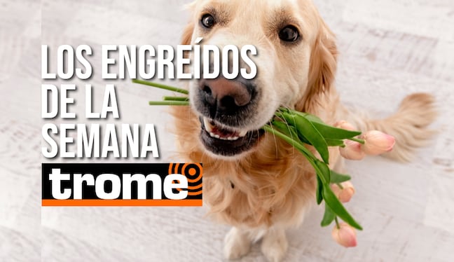 ¡Alto en ternura! Conoce a los engreídos de Trome que robarán tu corazón. Foto: Istock / Composición.