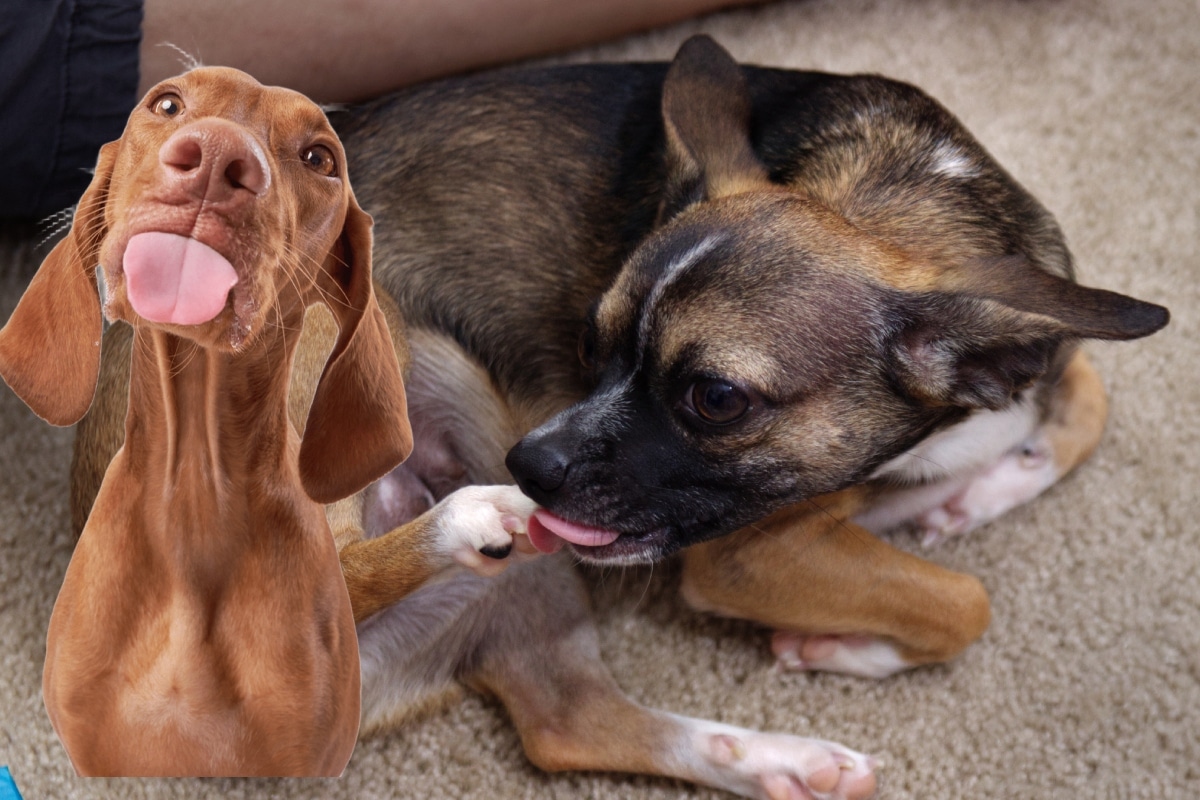 Mi perro se lame en exceso, ¿qué hago? Foto: Istock.