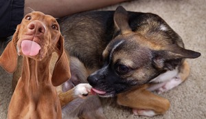 ¿Por qué mi perro se lame a cada rato?