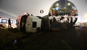 ¡TRAGEDIA EN PANAMERICANA SUR¡ Dos camiones chocan violentamente y mueren varios cerditos en la carretera