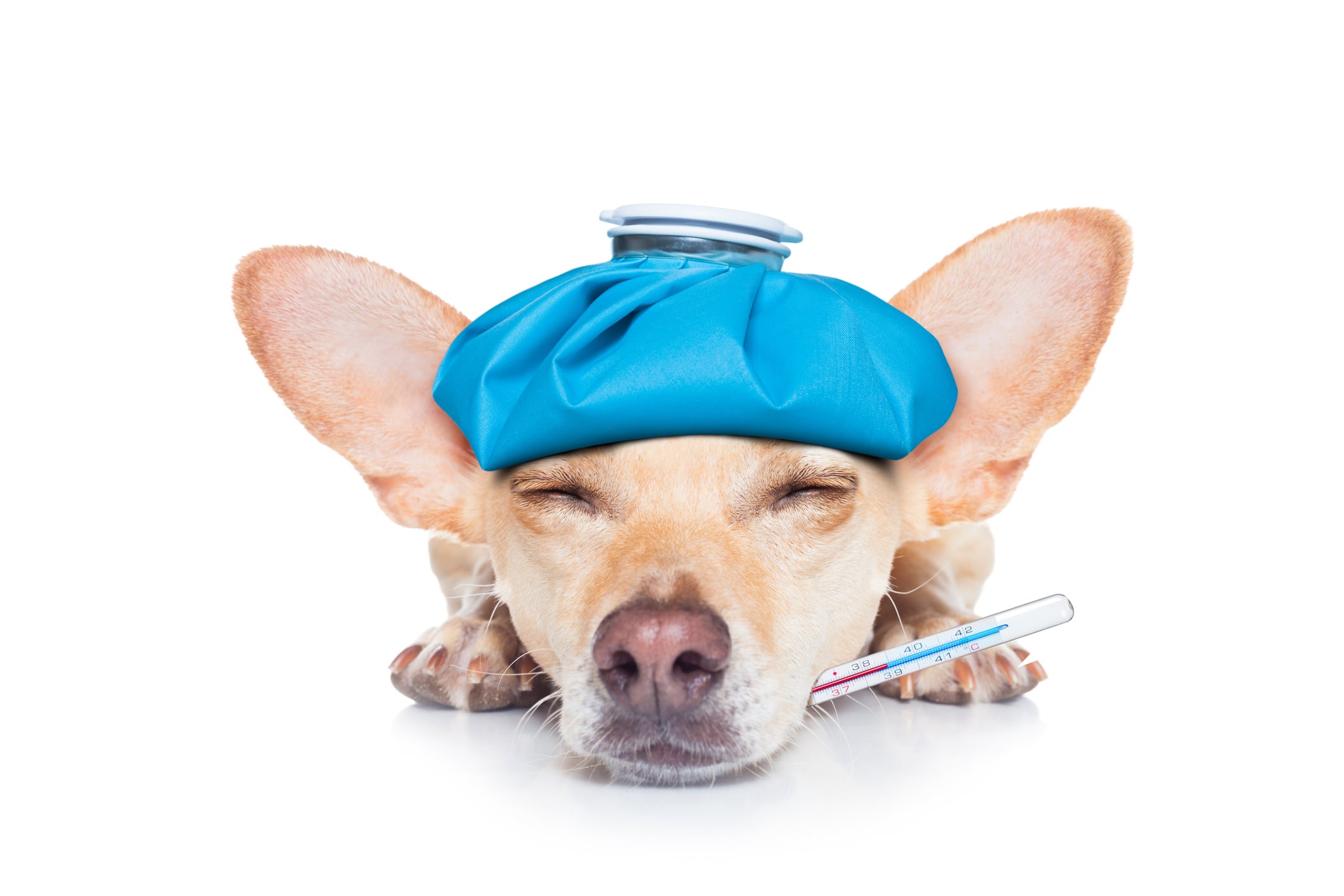Aunque dos mascotas tengan síntomas parecidos, no significa que necesiten el mismo tratamiento. Cada caso debe evaluarse de manera individual. Foto: Istock