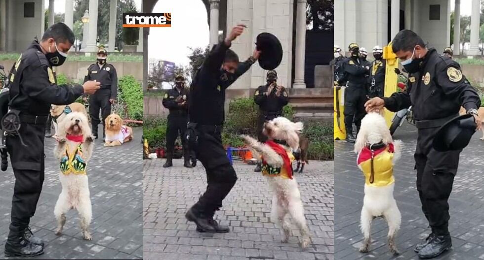 Canes de la policía reciben entrenamiento y se especializan para participar en acciones con sus guías. (Trome)