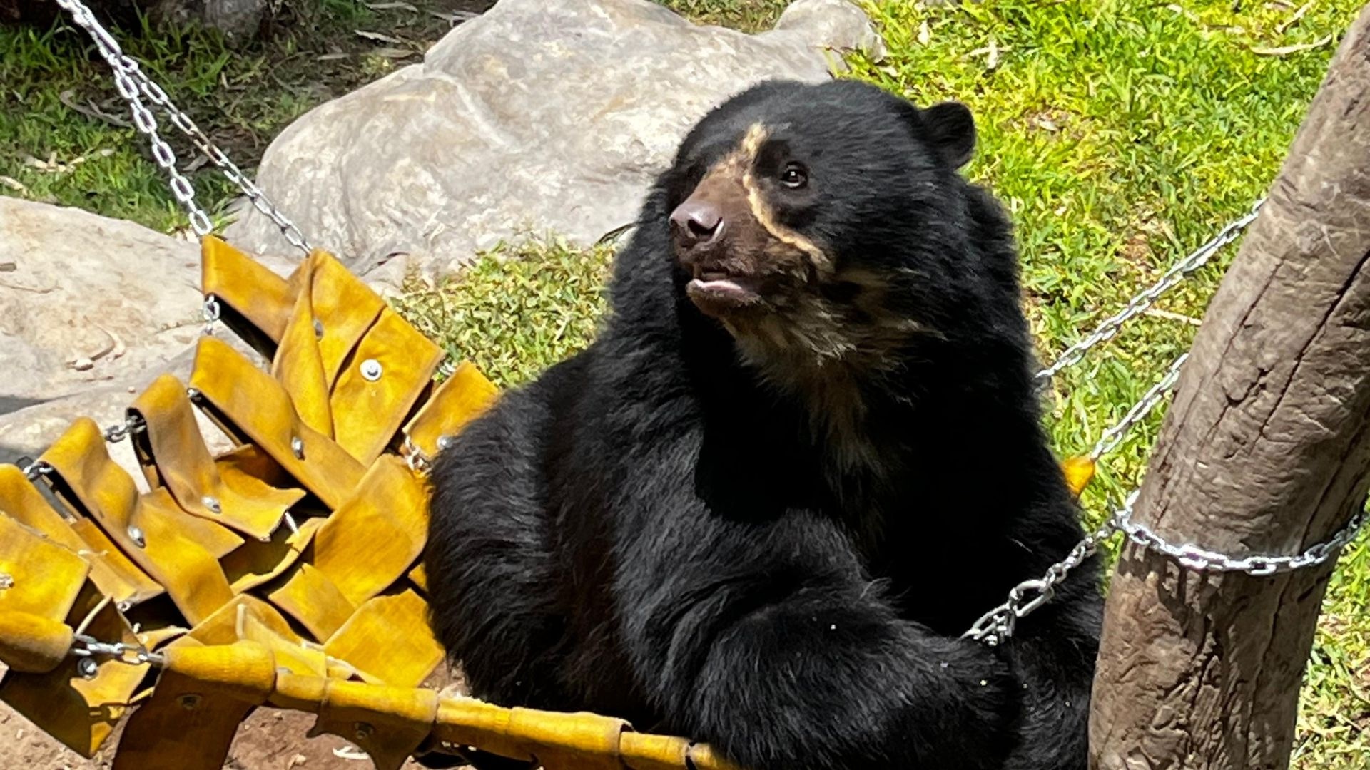 Oso de anteojos cumplió ocho años